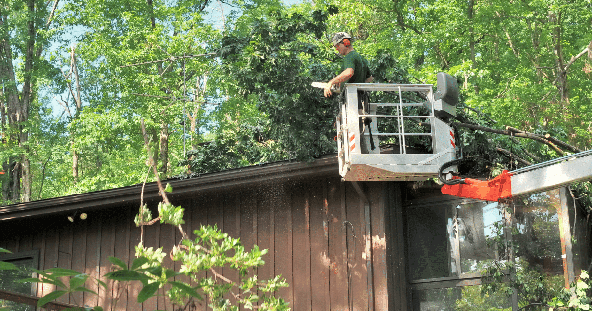 What Is Our Tree Removal Process?