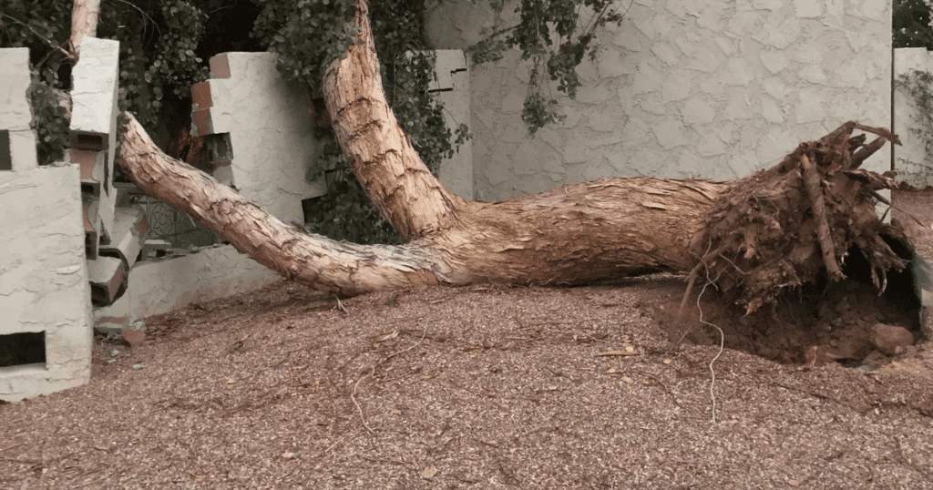 Discount Tree_tree removal Pompano Beach FL_featured image