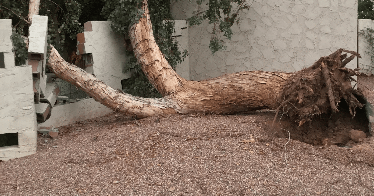 What to Do Immediately After a Tree Falls on Your Property