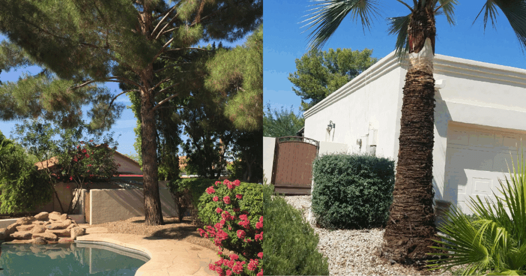 Discount Tree_tree removal Pompano Beach FL_featured image