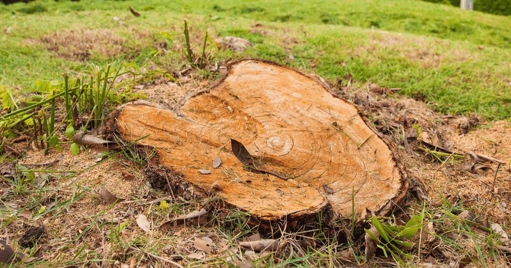 Discount Tree_tree removal Pompano Beach FL_featured image