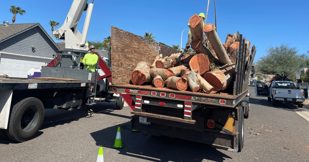 Alex Salgado-Discount Tree Service Alex Salgado-Discount Tree Service