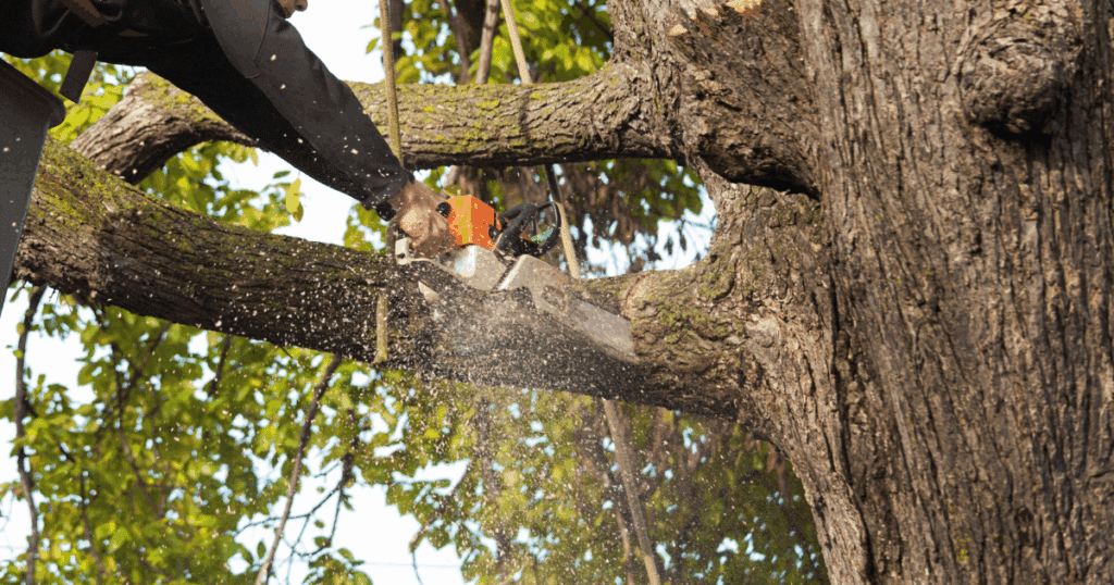 Discount Tree_tree removal Pompano Beach FL_featured image